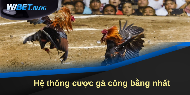 Hệ thống cá cược tại đá gà Wibet công bằng nhất
